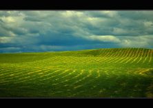 rural landscape.jpg